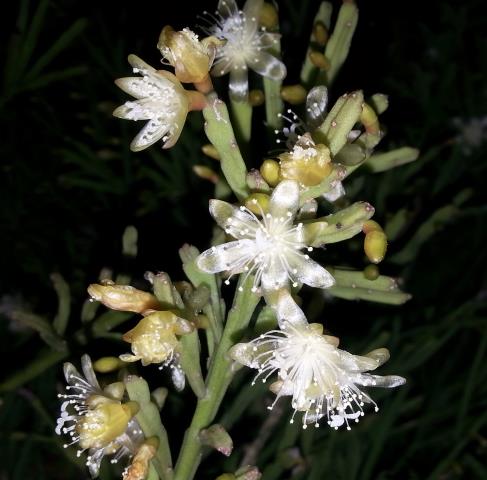 http://www.cloudjungle.com/cloudjungle/Cactaceae/Rhipsalis/rhipsalis ewaldiana pat flower.jpg